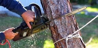 Best Tree Health Inspection  in Independence, WI